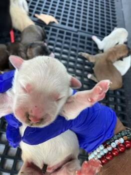 BERLIN -  Mixed Breed Dog for Adoption in Dallas, Texas - BERLIN | PetCurious
