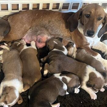 Linguini -*Available 7/11*Chino Hills Location -  Basset Hound and Beagle Dog for Adoption in Chino Hills, California - Linguini -*Available 7/11*Chino Hills Location | PetCurious