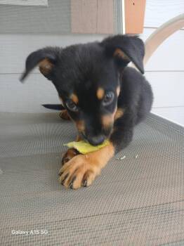 Mazwell -  Miniature Pinscher Dog for Adoption in Liverpool, Texas - Mazwell | PetCurious