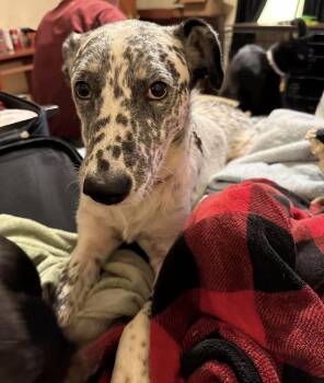 Toby -  Dalmatian Dog for Adoption in Tyler, Texas - Toby | PetCurious