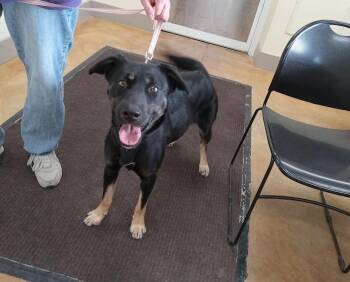 Shepherd and Husky Dogs Available for Adoption in Austin, Minnesota - Odessa | PetCurious