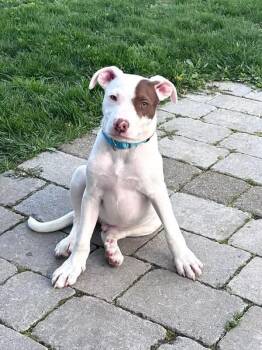 Mixed Breed Dogs Available for Adoption in Highland, New York - Gyro | PetCurious