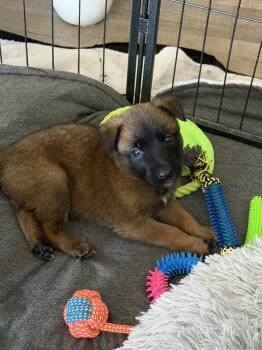 Chip -  Belgian Shepherd Malinois Dog for Adoption in Pleasant Hill, California - Chip | PetCurious