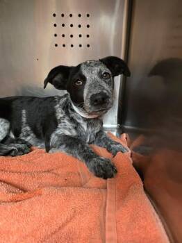 TWO -  Pit Bull Terrier Dog Available for Adoption in Rancho Cucamonga, California - TWO | PetCurious