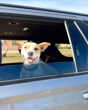 Layci -  Pit Bull Terrier and Australian Cattle Dog Blue Heeler Dog for Adoption in Phoenix, Arizona - Layci | PetCurious