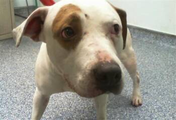 A1267079 -  Pit Bull Terrier Dog for Adoption in Charlotte, North Carolina - A1267079 | PetCurious