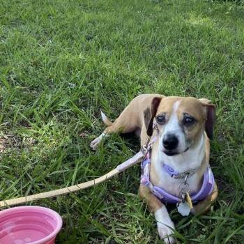 Claire -  Chiweenie Dog for Adoption in Douglas, Georgia - Claire | PetCurious
