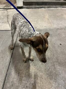 BLANCA -  Australian Cattle Dog Blue Heeler Dog for Adoption in Doral, Florida - BLANCA | PetCurious