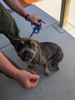 Mattie Gail -  Mixed Breed Dog for Adoption in Shelbyville, Tennessee - Mattie Gail | PetCurious