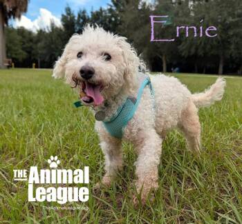 Ernie -  Poodle Dog for Adoption in Groveland, Florida - Ernie | PetCurious