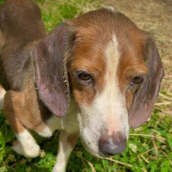 Smore -  Beagle Dog for Adoption in Parrish, Alabama - Smore | PetCurious