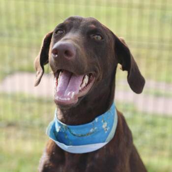 ESTER -  Doberman Pinscher Dog for Adoption in San Antonio, Texas - ESTER | PetCurious