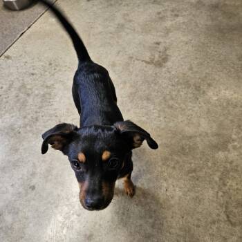 Rescue Chihuahua Dogs for Adoption in Jasper, Indiana - Schroeder | PetCurious