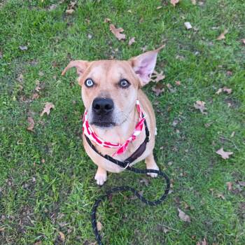 Labrador Retriever and Catahoula Leopard Dog Dogs Available for Adoption in Houston, Texas - Holly (Sweet, Affectionate, Loyal, Playful) | PetCurious