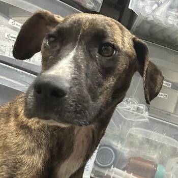 Rescue Plott Hound Dogs for Adoption in Parrish, Alabama - Katherine | PetCurious