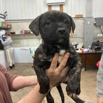 Mixed Breed Dogs Available for Adoption - Simone | PetCurious