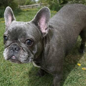 French Bulldog Dogs Available for Adoption in Lutz, Florida - Funny Fangs | PetCurious