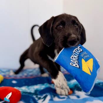 Bluetick Coonhound and German Shorthaired Pointer Dogs Available for Adoption in Green Bay, Wisconsin - Ruger | PetCurious