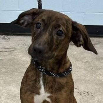 Ada -  Hound Dog for Adoption in Albany, New York - Ada | PetCurious