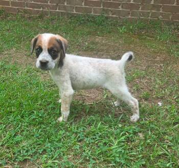 Boxer and Australian Cattle Dog Blue Heeler Dogs Available for Adoption in Glocester, Rhode Island - Jovie | PetCurious