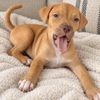 Alfalfa -  Catahoula Leopard Dog Dog for Adoption in Abbotsford, British Columbia - Alfalfa | PetCurious