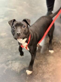 Mixed Breed Dogs Available for Adoption in Memphis, Tennessee - Poke | PetCurious