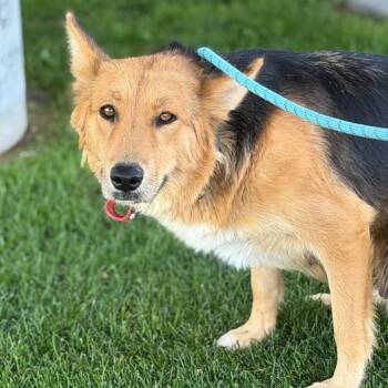 Sundae -  Shepherd Dog for Adoption in Idaho Falls, Idaho - Sundae | PetCurious