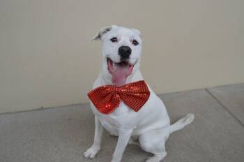 Labrador Retriever Dogs Available for Adoption - Louis | PetCurious