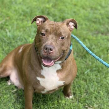 Pit Bull Terrier Dogs Available for Adoption in Cumming, Georgia - Sandy | PetCurious