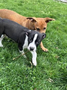 Labrador Retriever and Boxer Dogs Available for Adoption in Plymouth, Michigan - Walter | PetCurious