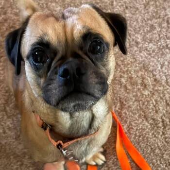 Pinto -  Pug Dog for Adoption in Grafton, Ohio - Pinto | PetCurious