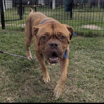 Rescue Dogue De Bordeaux Dogs for Adoption in Saint George, Vermont - Princess Peach | PetCurious