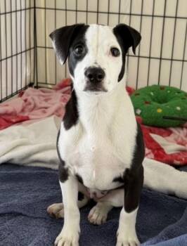 Pit Bull Terrier and Mixed Breed Dogs Available for Adoption in Honolulu, Hawaii - Lani | PetCurious