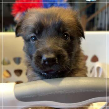 Calamity Jane -  Belgian Shepherd Malinois Dog for Adoption in Chandler, Arizona - Calamity Jane | PetCurious
