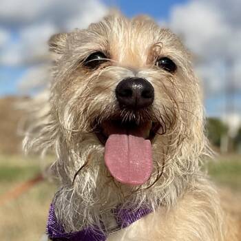 Lee Lee -  Mixed Breed Dog for Adoption in Leander, Texas - Lee Lee | PetCurious