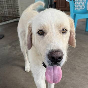 Bubba -  Great Pyrenees Dog Available for Adoption in Fulton, Texas - Bubba | PetCurious