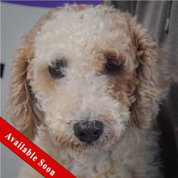 Winnie -  Wheaten Terrier and Poodle Dog for Adoption in Huntley, Illinois - Winnie | PetCurious