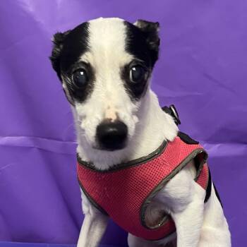 Jack Russell Terrier Dogs Available for Adoption - Missy 5 | PetCurious