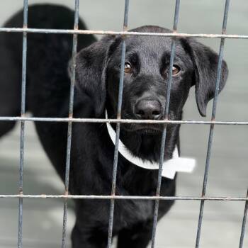 Retriever and Mixed Breed Dogs Available for Adoption in Bradenton, Florida - Goo Goo Cluster | PetCurious