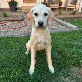 Momma (foster to adopt) -  Border Terrier and Poodle Dog for Adoption - Momma (foster To Adopt) | PetCurious