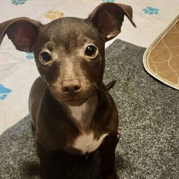 Ollie -  Chihuahua Dog for Adoption in Hillsborough, North Carolina - Ollie | PetCurious