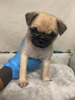 Koslova -  Pug Dog for Adoption in Gardena, California - Koslova | PetCurious