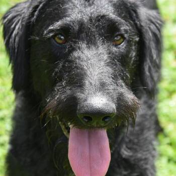Juniper -  Doberman Pinscher and Poodle Dog for Adoption in Columbus, North Carolina - Juniper | PetCurious