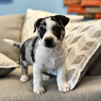 Cartwheel -  Mixed Breed Dog for Adoption in Park City, Utah - Cartwheel | PetCurious