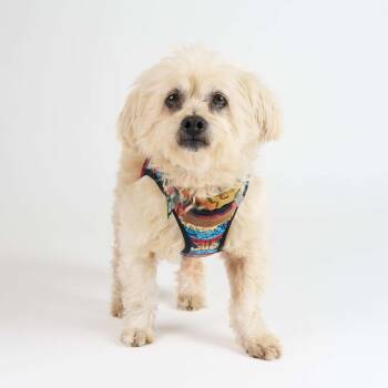 Maltese Dogs Available for Adoption in San Francisco, California - Beardsley 13491 | PetCurious