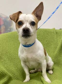 Chihuahua and Rat Terrier Dogs Available for Adoption - Baxter | PetCurious