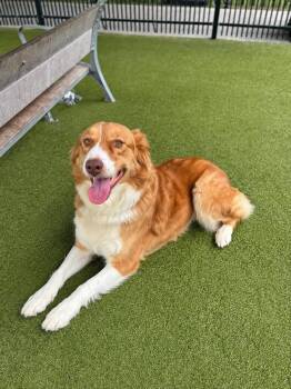 Ginger -  Australian Shepherd Dog for Adoption in Dallas, Texas - Ginger | PetCurious
