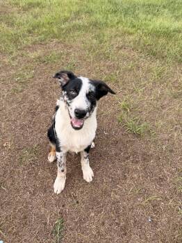 Creed -  Australian Shepherd Dog for Adoption in Delray Beach, Florida - Creed | PetCurious