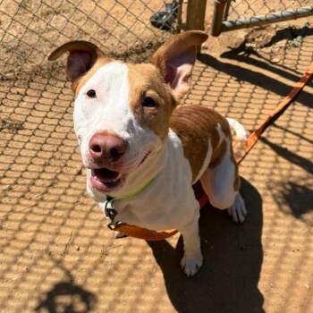Lorenzo -  Bull Terrier and Mixed Breed Dog for Adoption in Binghamton, New York - Lorenzo | PetCurious