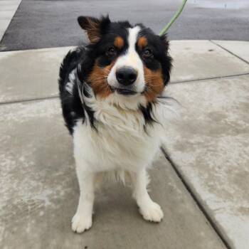 Australian Shepherd Dogs Available for Adoption in Fort Wayne, Indiana - Charlie | PetCurious